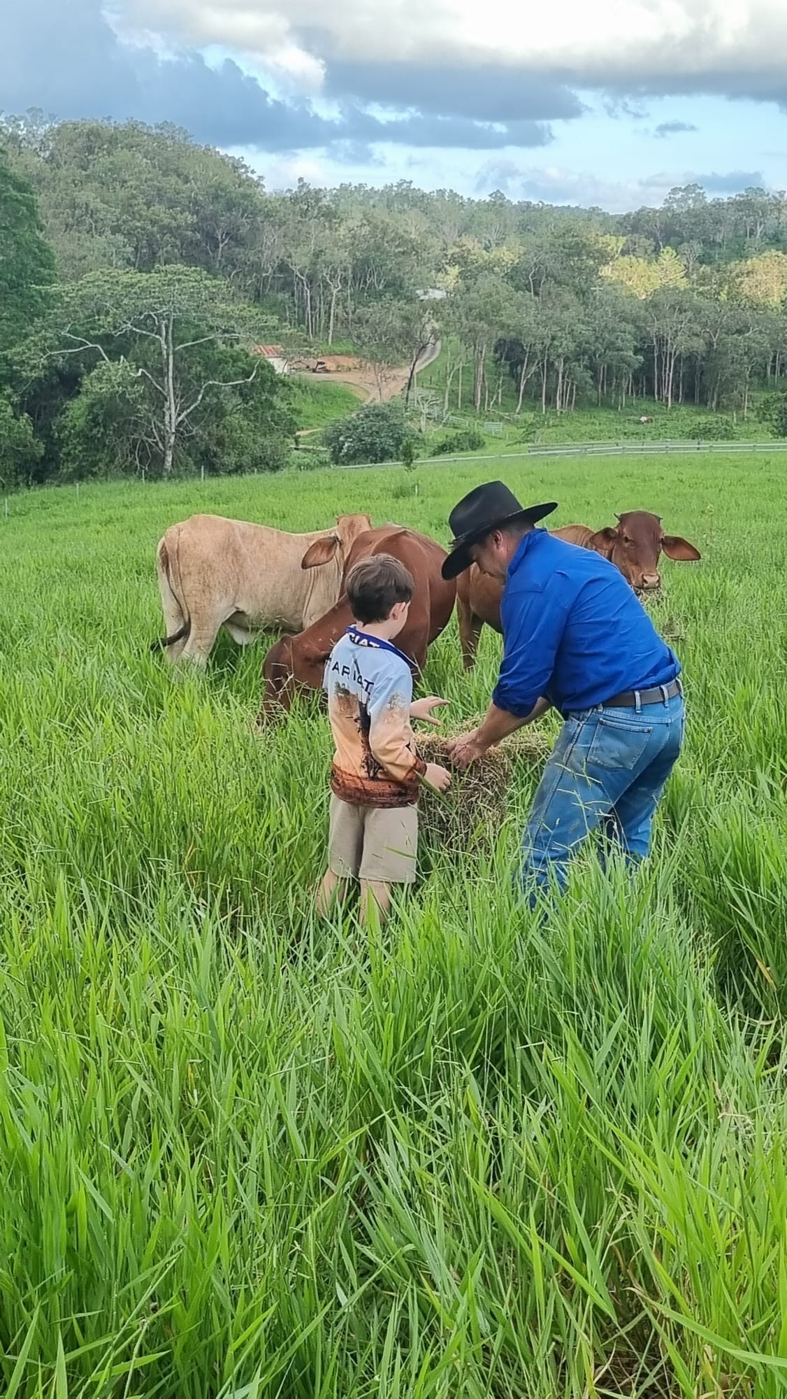 Feed the Cows